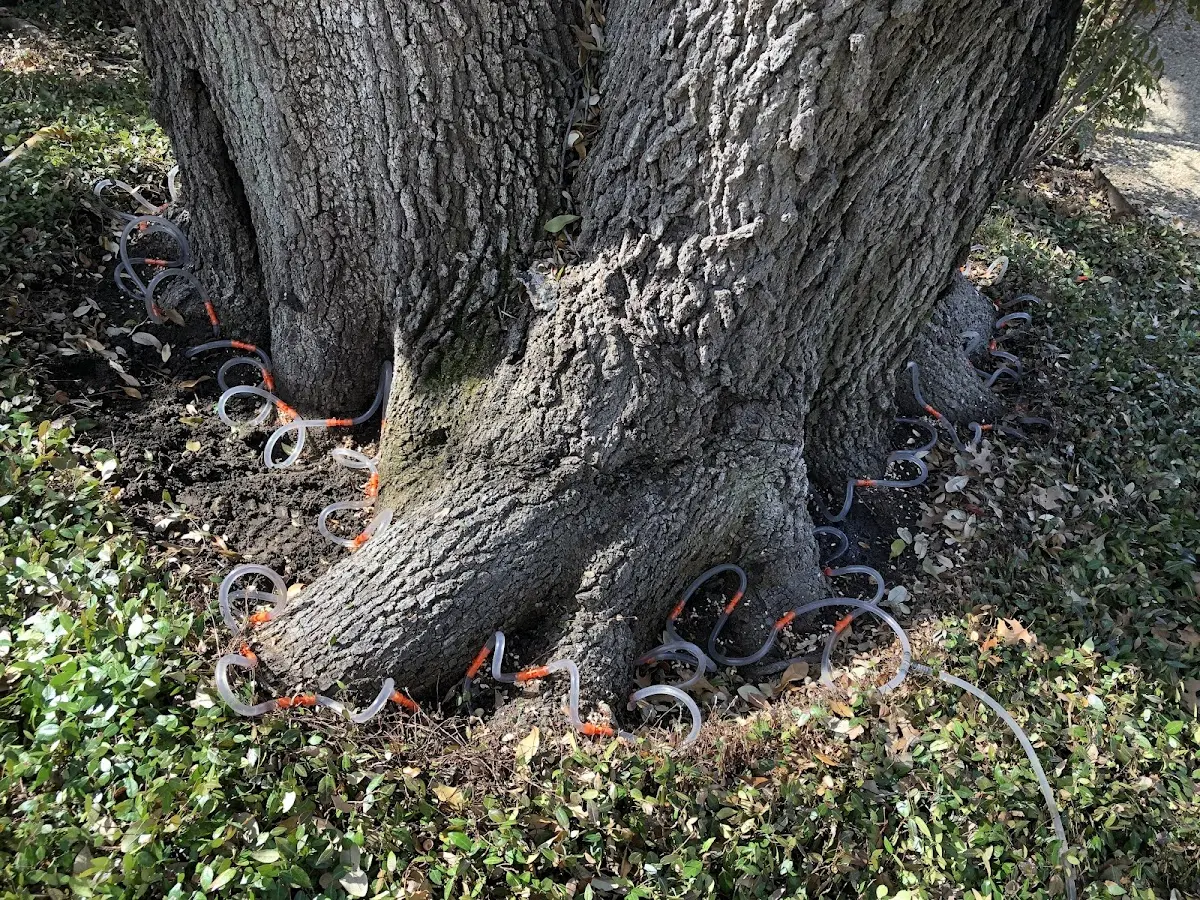 Detailed Tree Cabling and Bracing job site in Tennent