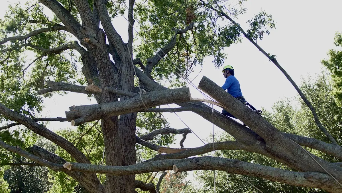 Professional Crown Thinning performed by certified arborists in Tennent