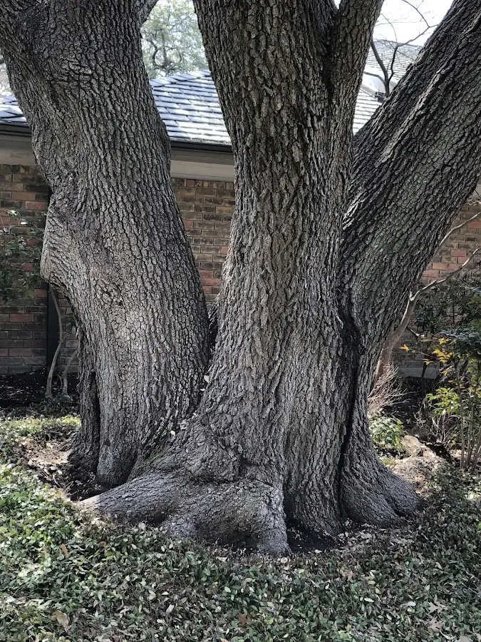 Mature heritage tree close to a Tennent property cared for by certified arborists